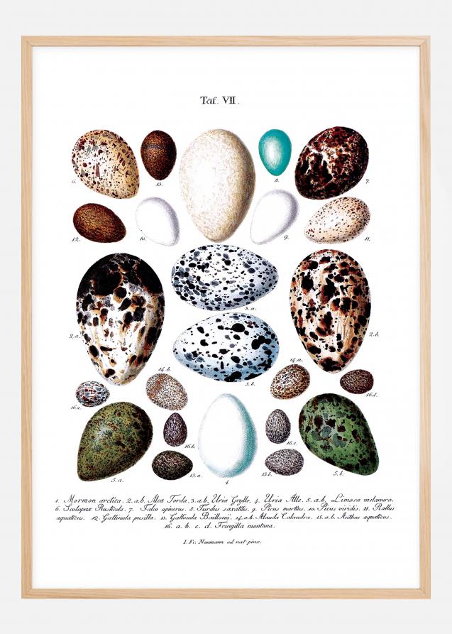 Bildverkstad Bird egg chart Poster