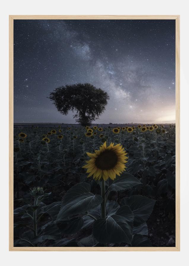 Bildverkstad Starsflowers Poster