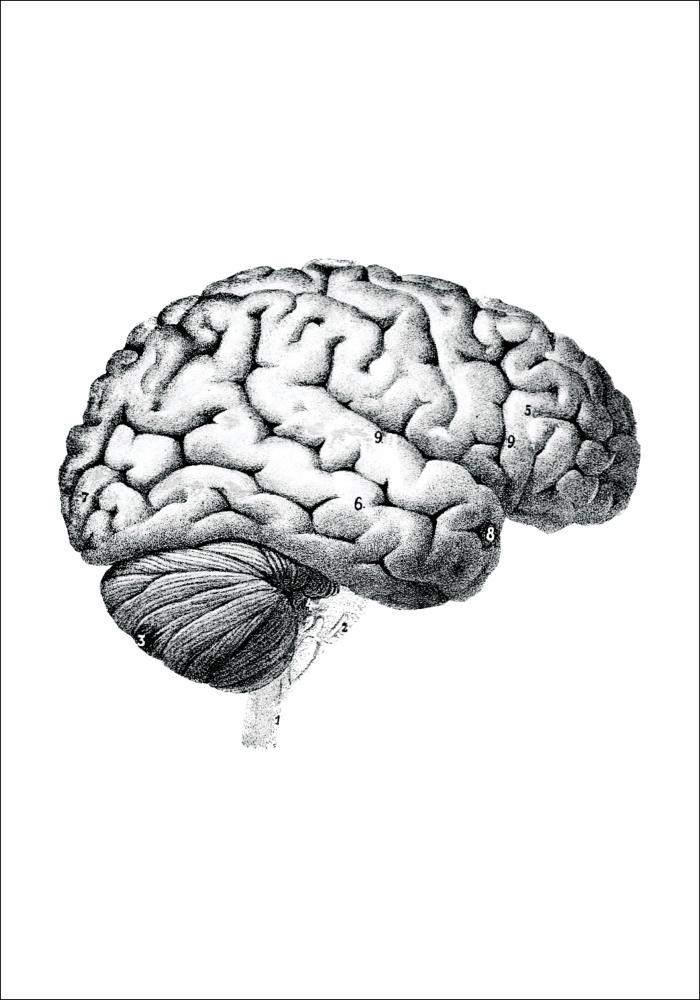 Bildverkstad Parts of the brain chart Poster