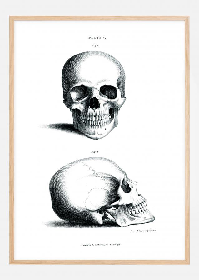 Bildverkstad 18th century Skull Poster