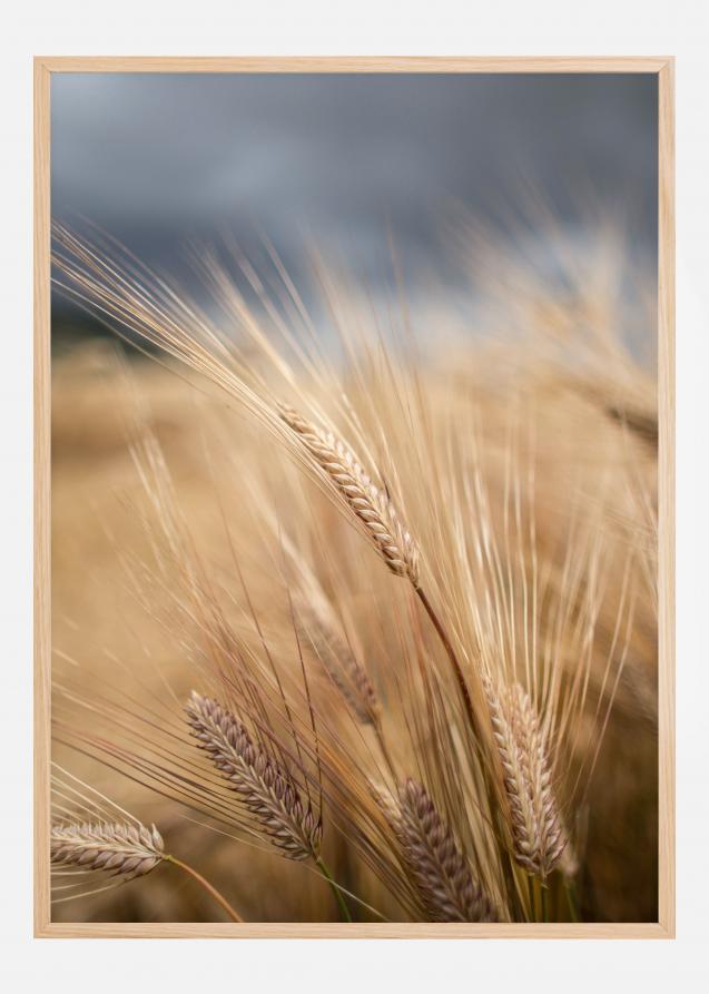 Bildverkstad Wheat Poster
