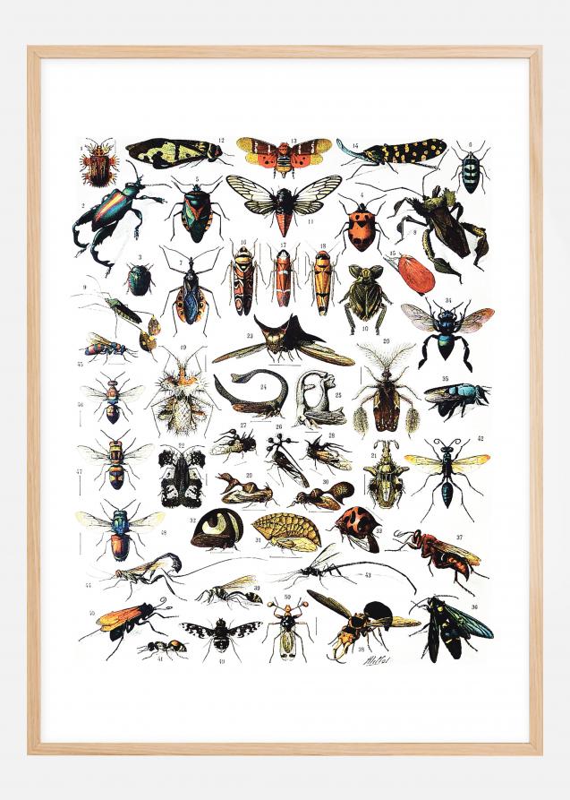 Bildverkstad Insects chart I Poster