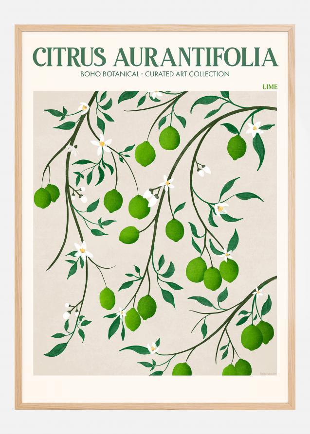 Bildverkstad Boho Citrus Aurantifolia Poster