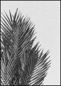 Bildverkstad Palm Leaves Poster