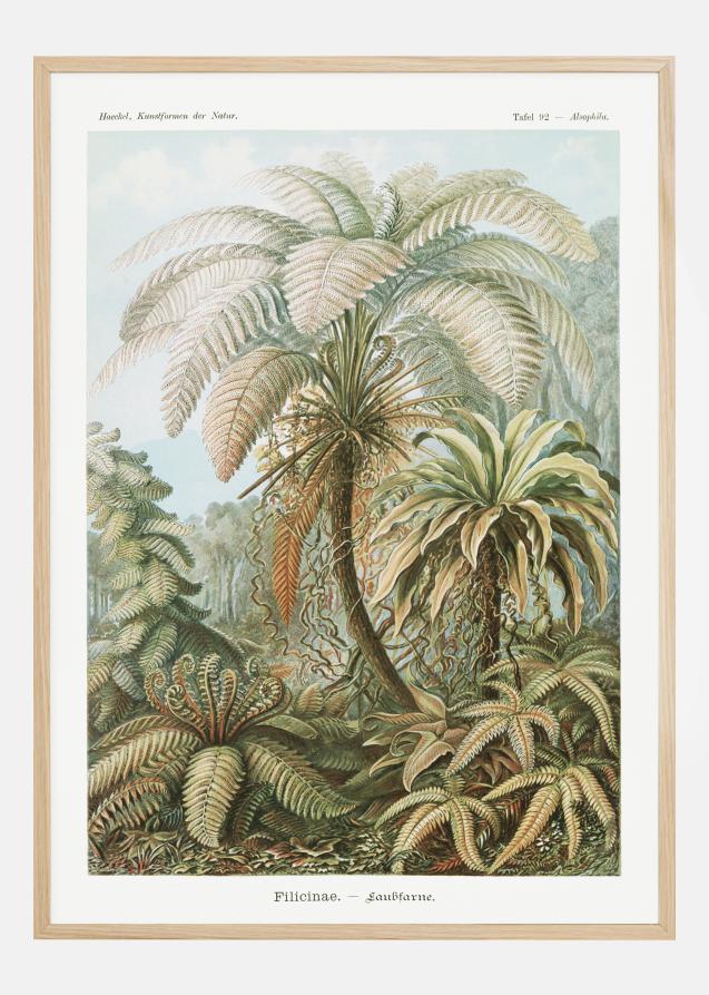 Bildverkstad Botanicum Poster