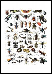 Lagervaror egen produktion Insects chart I Poster