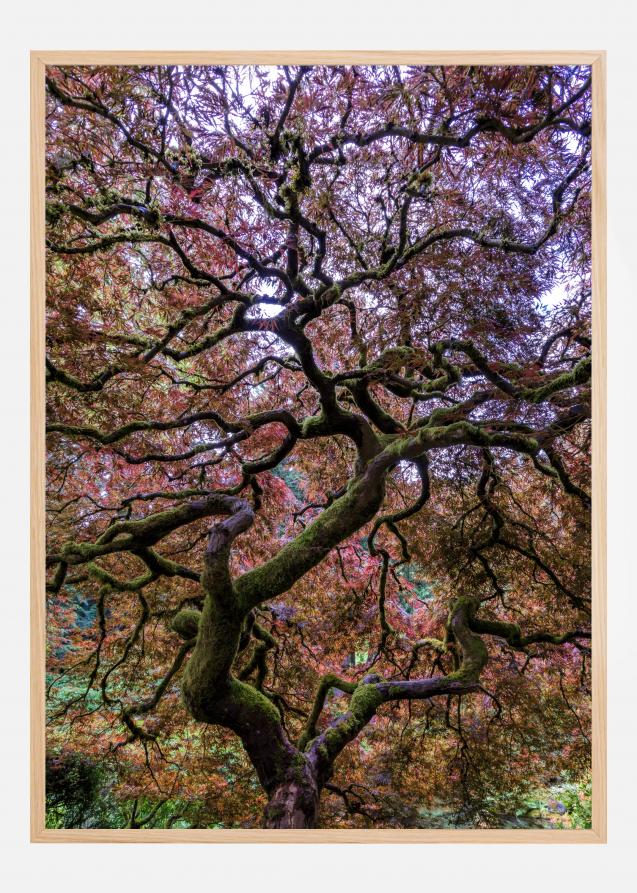 Lagervaror egen produktion Japanese Maple Tree Poster