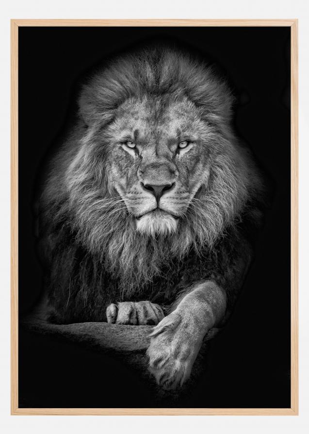 Lagervaror egen produktion Focused lion Poster