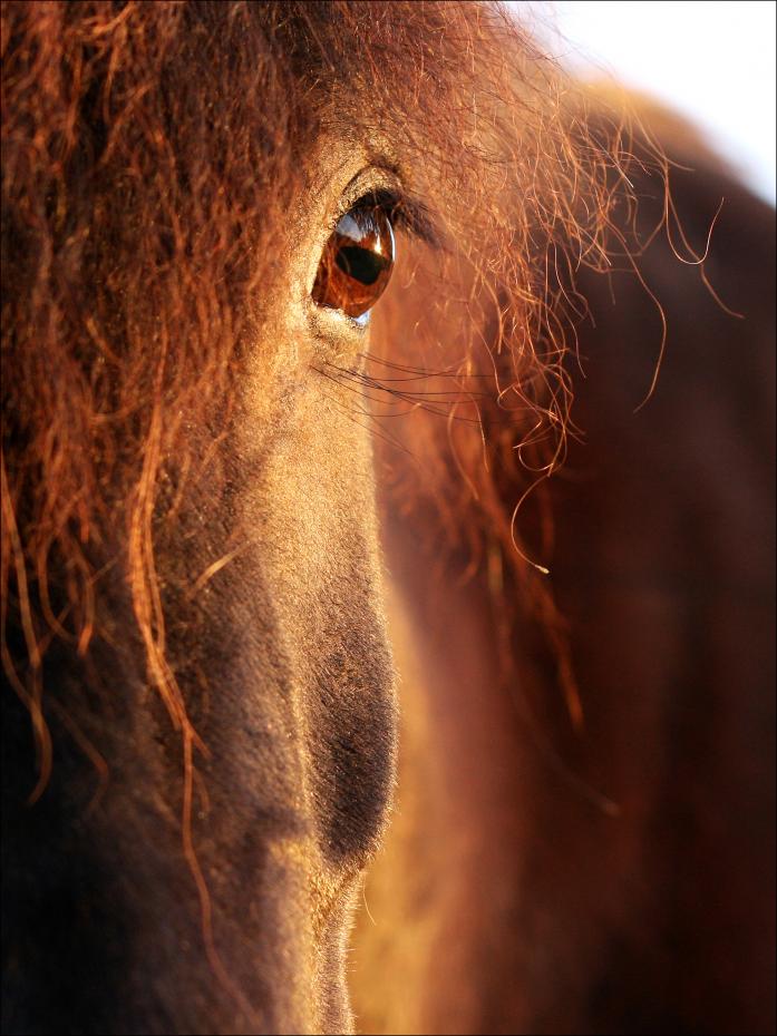 Bildverkstad Horse sunset Poster