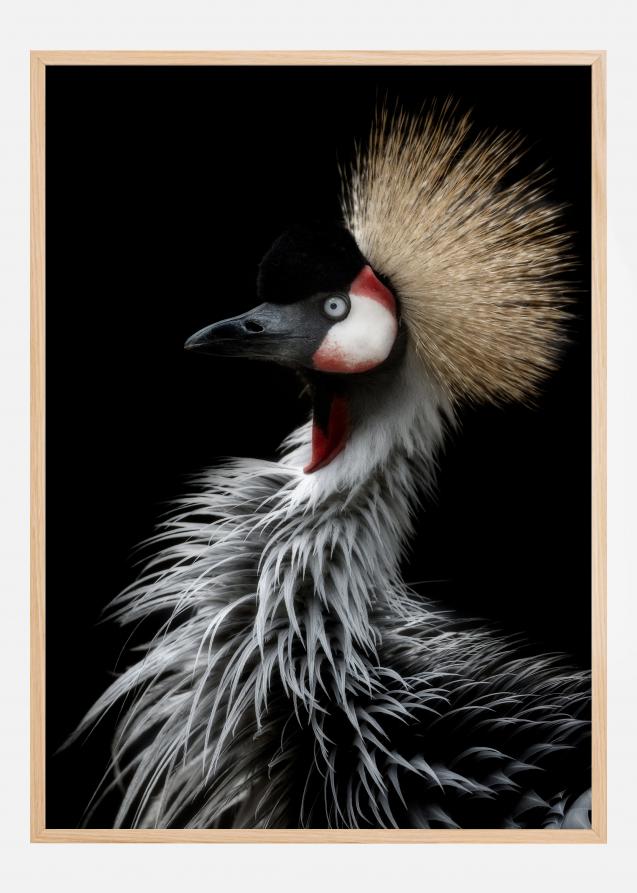 Bildverkstad Crowned cranes portrait Poster
