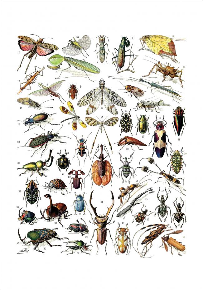 Bildverkstad Insects chart II Poster