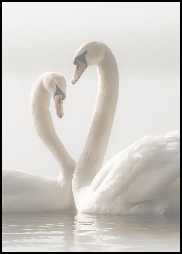 Bildverkstad Swan Forever Poster