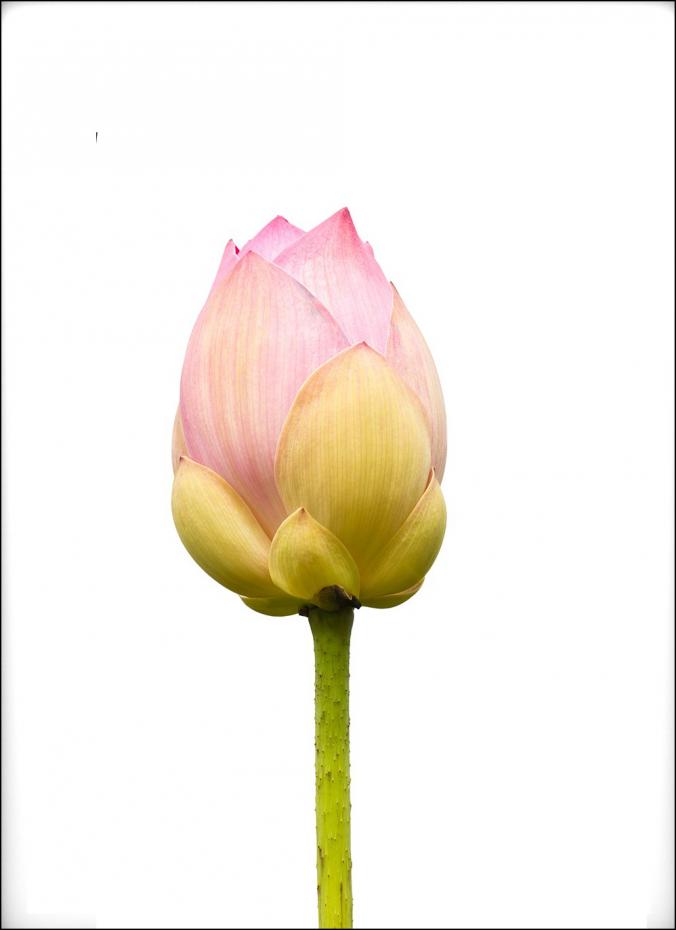 Estancia Lotusflower I - 50x70 cm Poster