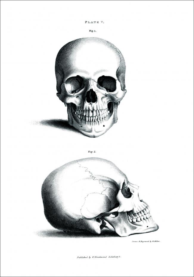 Bildverkstad 18th century Skull Poster