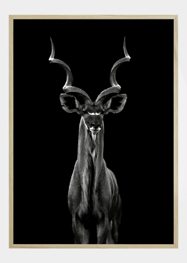 Bildverkstad Greater Kudu Poster