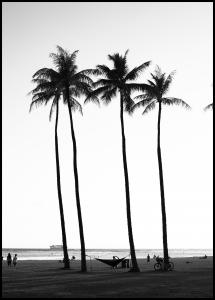 Bildverkstad Black And White Palm Trees Poster