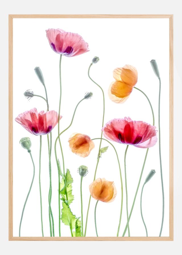 Bildverkstad Poppies Poster
