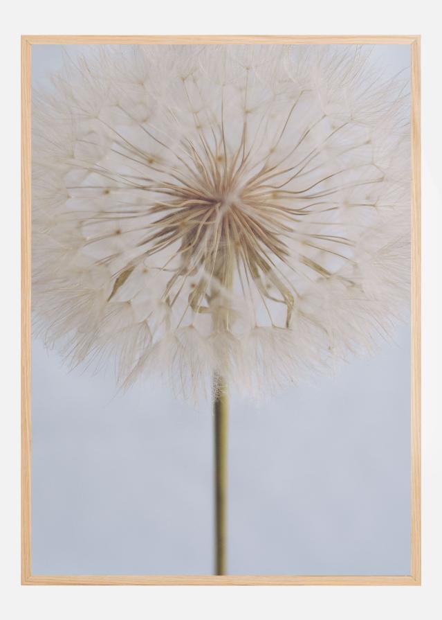 Bildverkstad Delicate Dandelion Poster