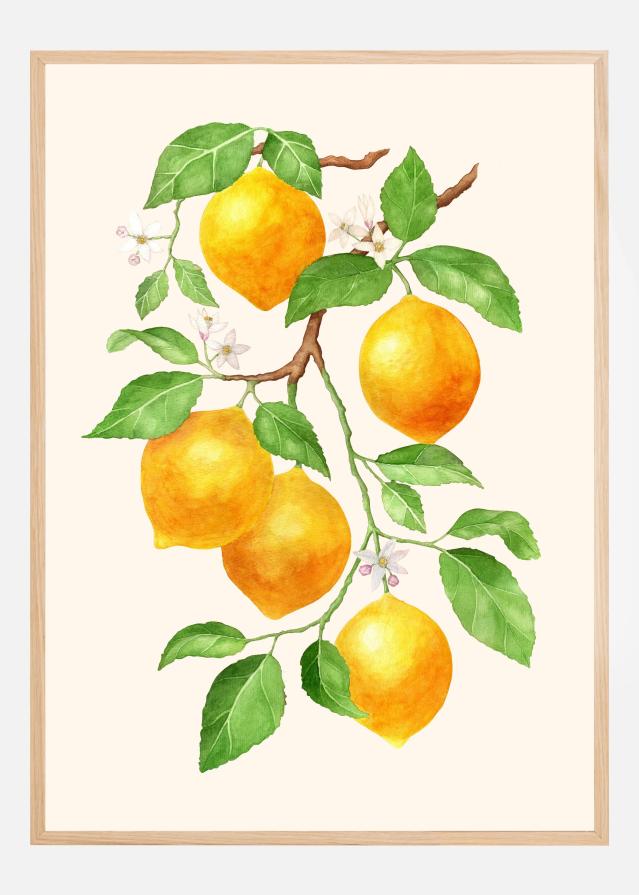 Bildverkstad Limao II - Citrus Fruit Poster