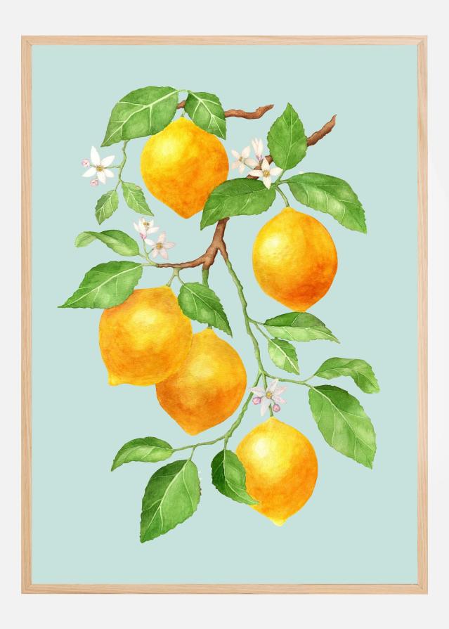 Bildverkstad Limao - Citrus Fruit Poster