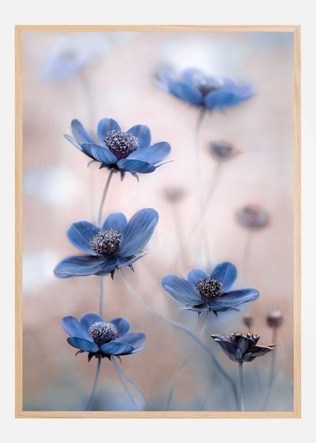 Bildverkstad Cosmos blue Poster