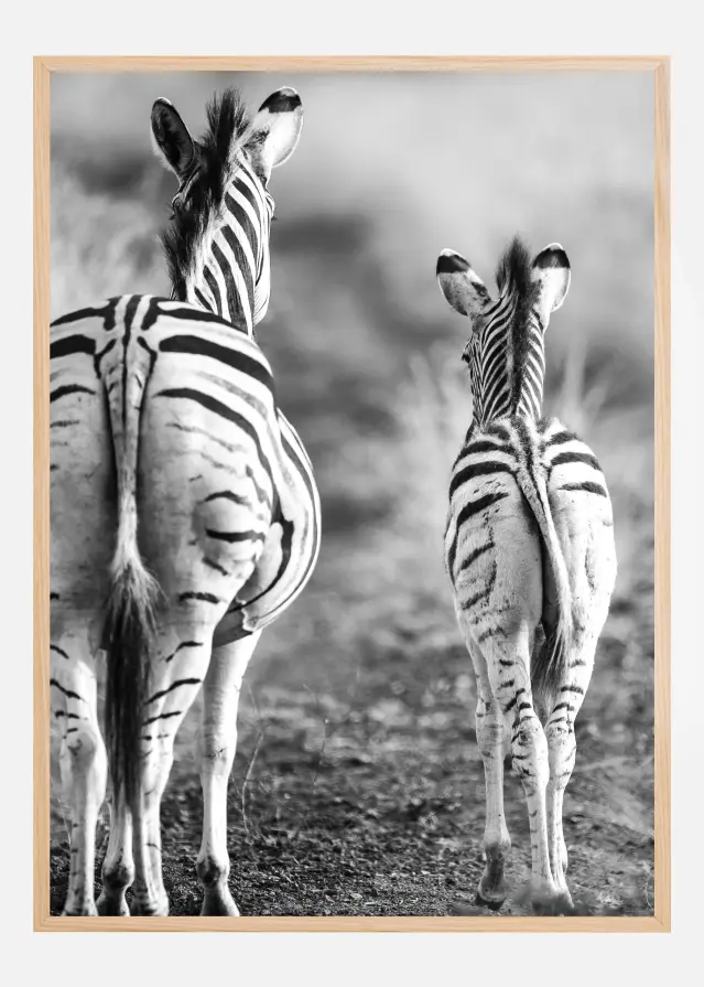 Bildverkstad Striped Horse Back Side Poster