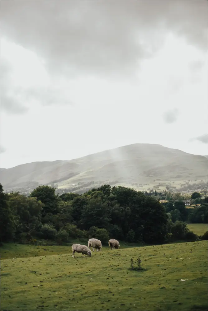 Bildverkstad Sheeps On A Hill II Poster