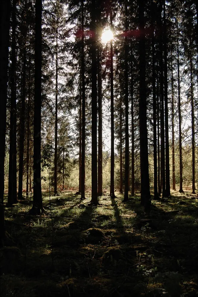 Bildverkstad Sunrays Poster