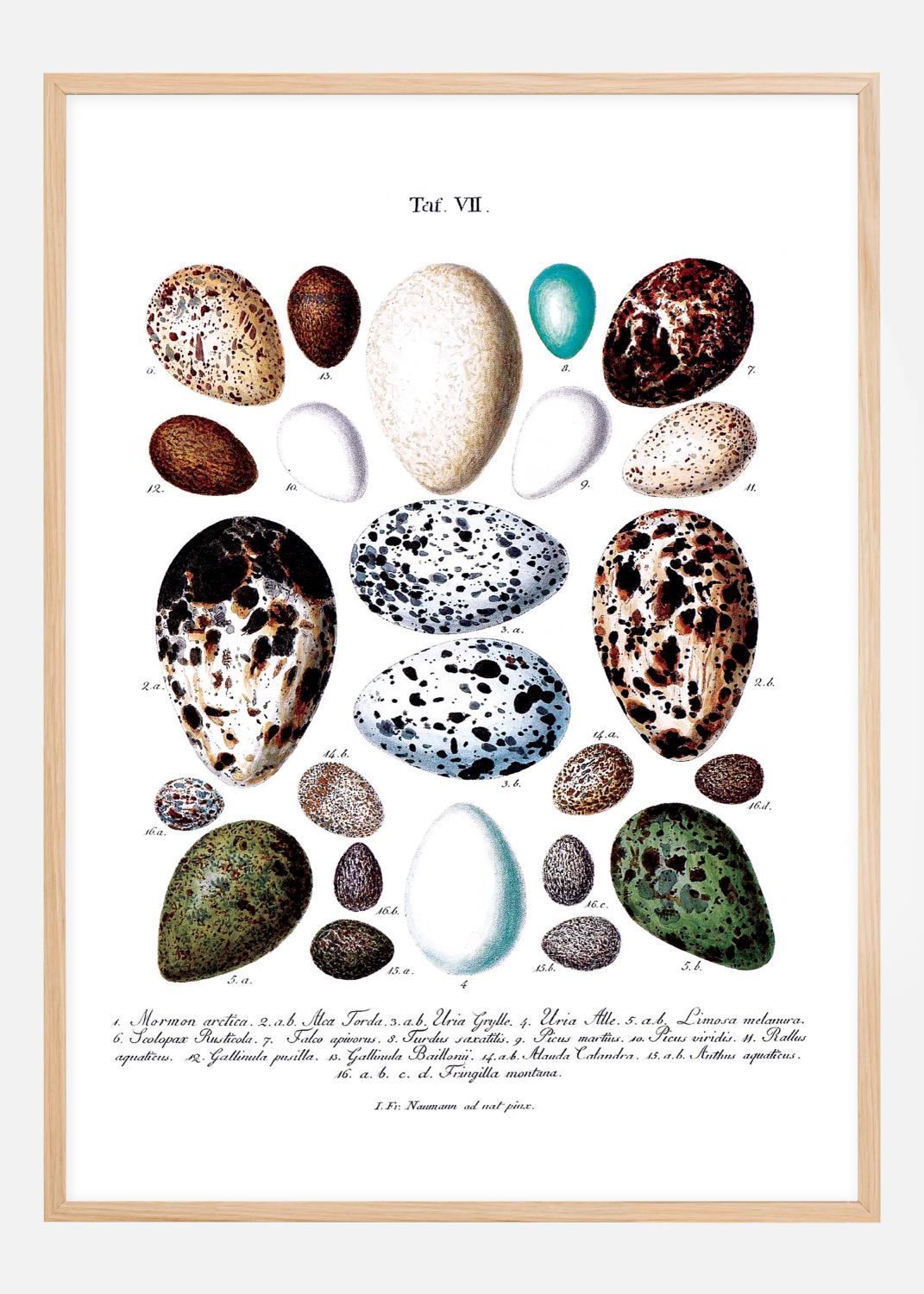 Product Image for Bird egg chart Poster (21x29.7 cm (A4))