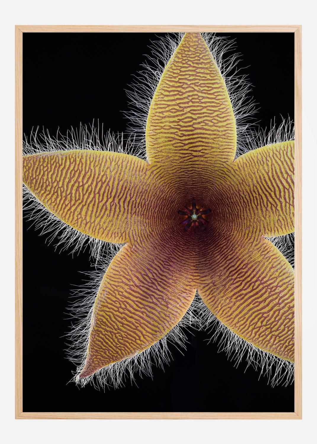 Product Image for Stapelia grandiflora Poster (21x29.7 cm (A4))