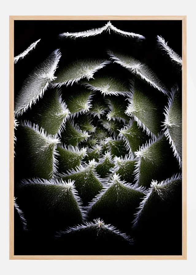 Bildverkstad Sempervivum Rosette Poster