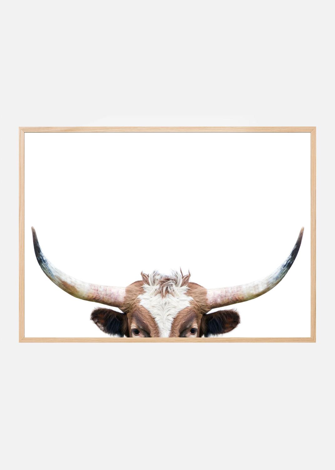 Product Image for Peeking Longhorn Cow Poster (50x70 cm)