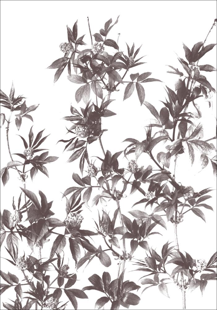 Bildverkstad Branches Poster