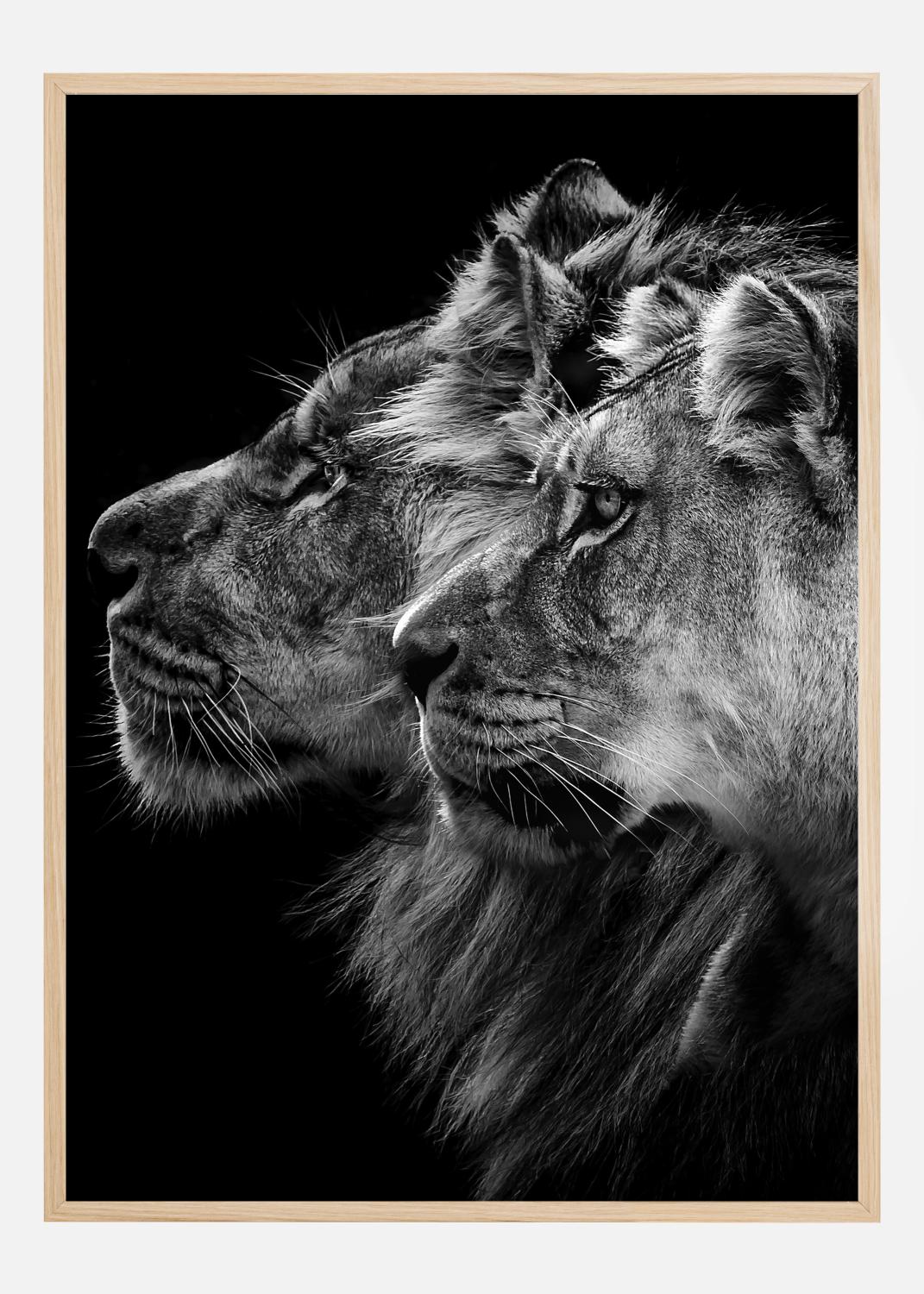 Product Image for Lion and  lioness portrait Poster (30x40 cm)