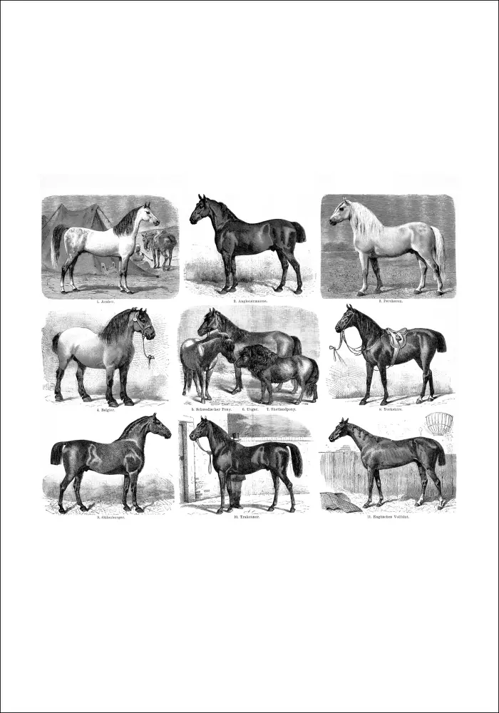 Bildverkstad Horse breeds Poster