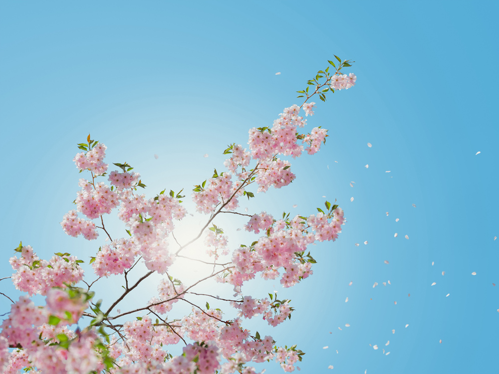 Bildverkstad Pink Flowers I