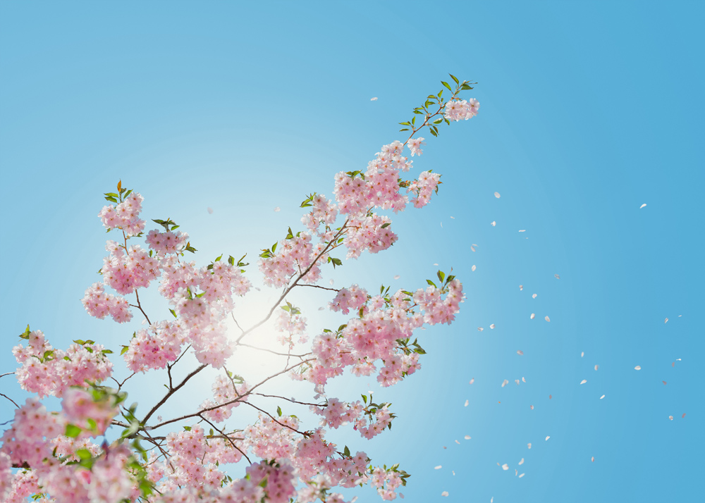 Bildverkstad Pink Flowers I