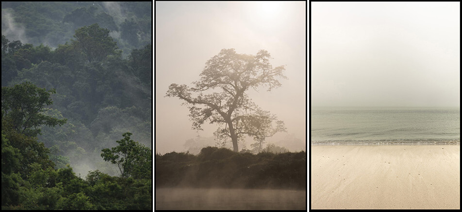 Three posters with natural subjects - rainy forest, trees in mist, empty beach