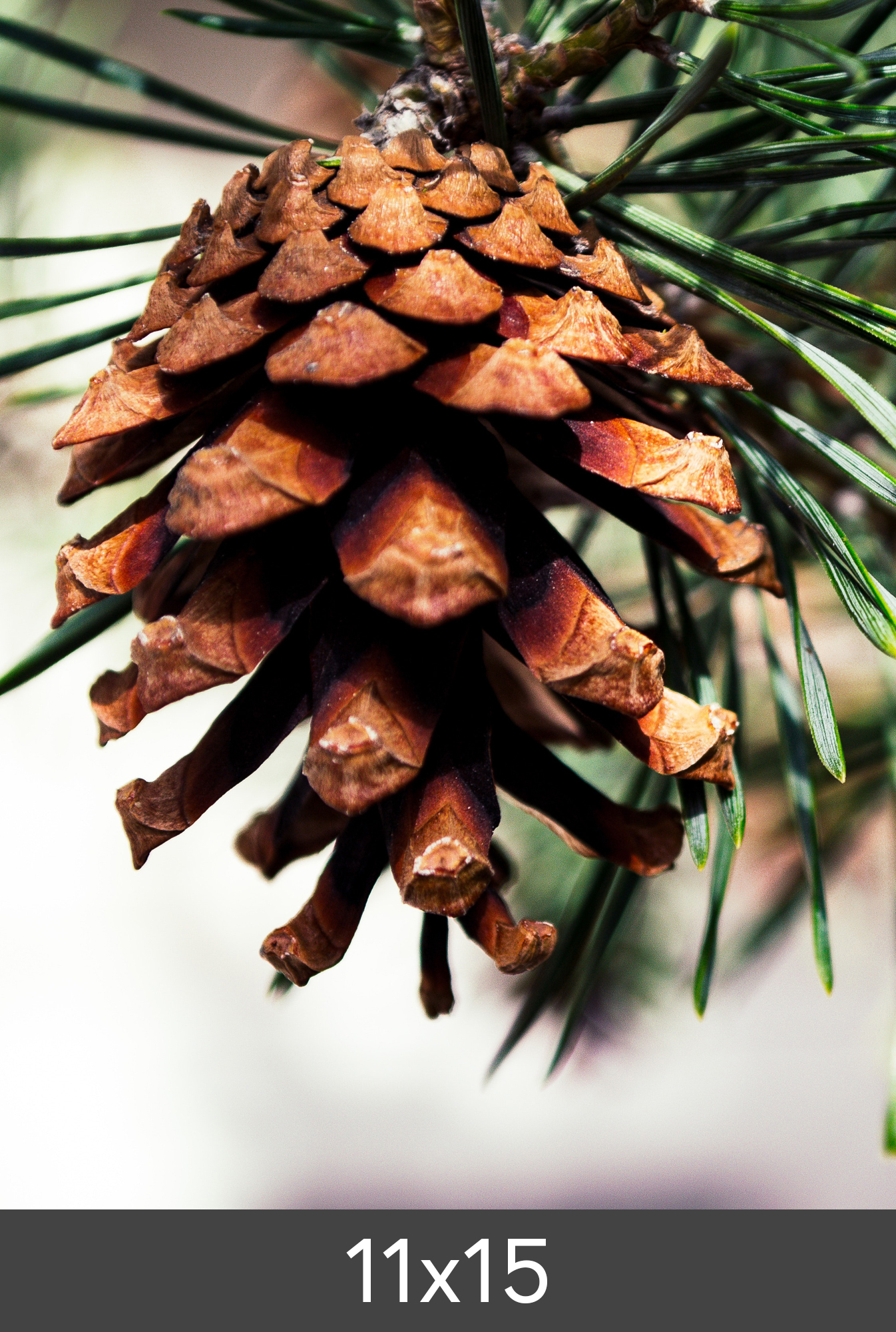 Product Image for Photo Print Fine Art Bambu 290 g (11x15 cm/Photo Print Fine Art Bambu)