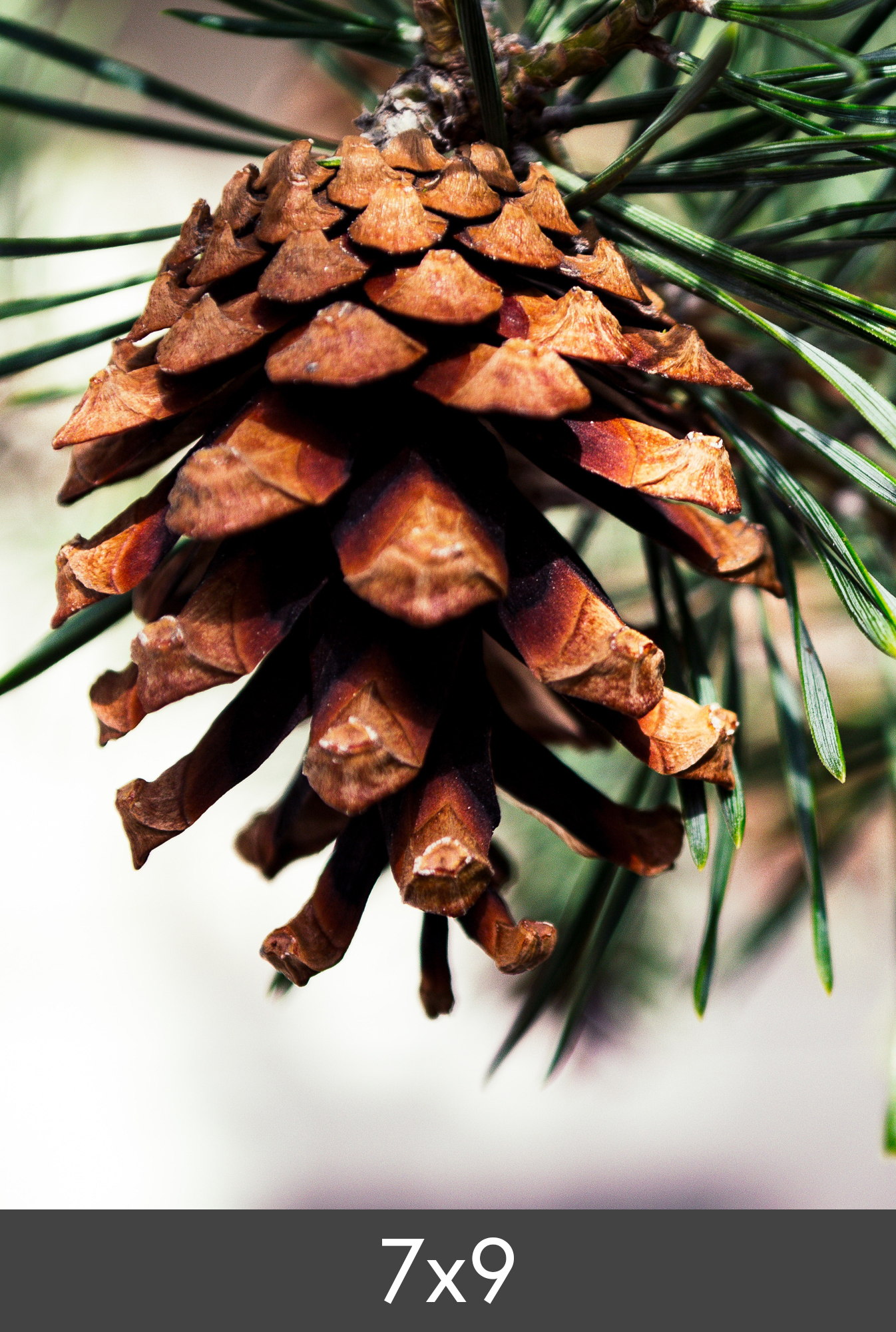 Product Image for Photo Print Fine Art Bambu 290 g (7x9 cm)
