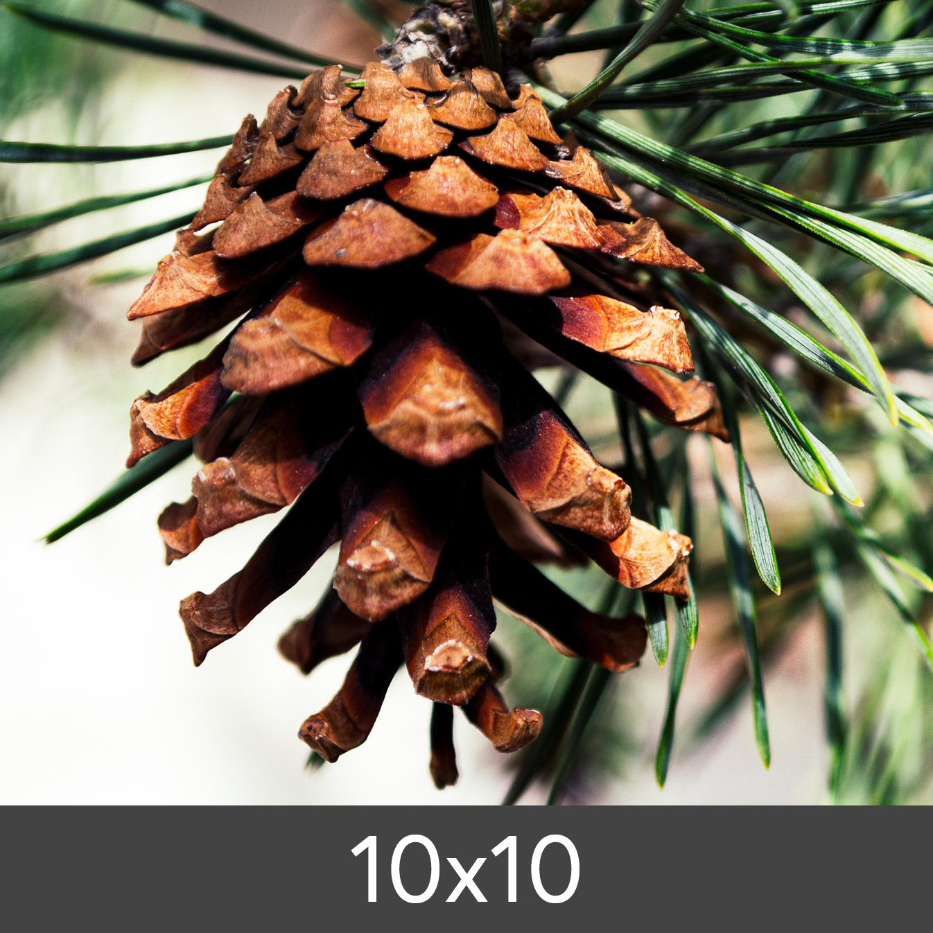Product Image for Photo Print Fine Art Bambu 290 g (10x10 cm/Photo Print Fine Art Bambu)