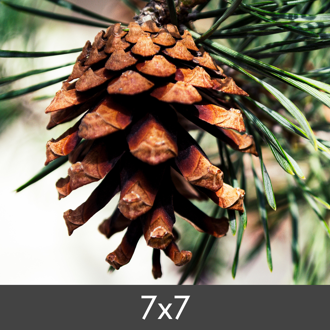 Product Image for Photo Print Fine Art Bambu 290 g (7x7 cm/Photo Print Fine Art Bambu)