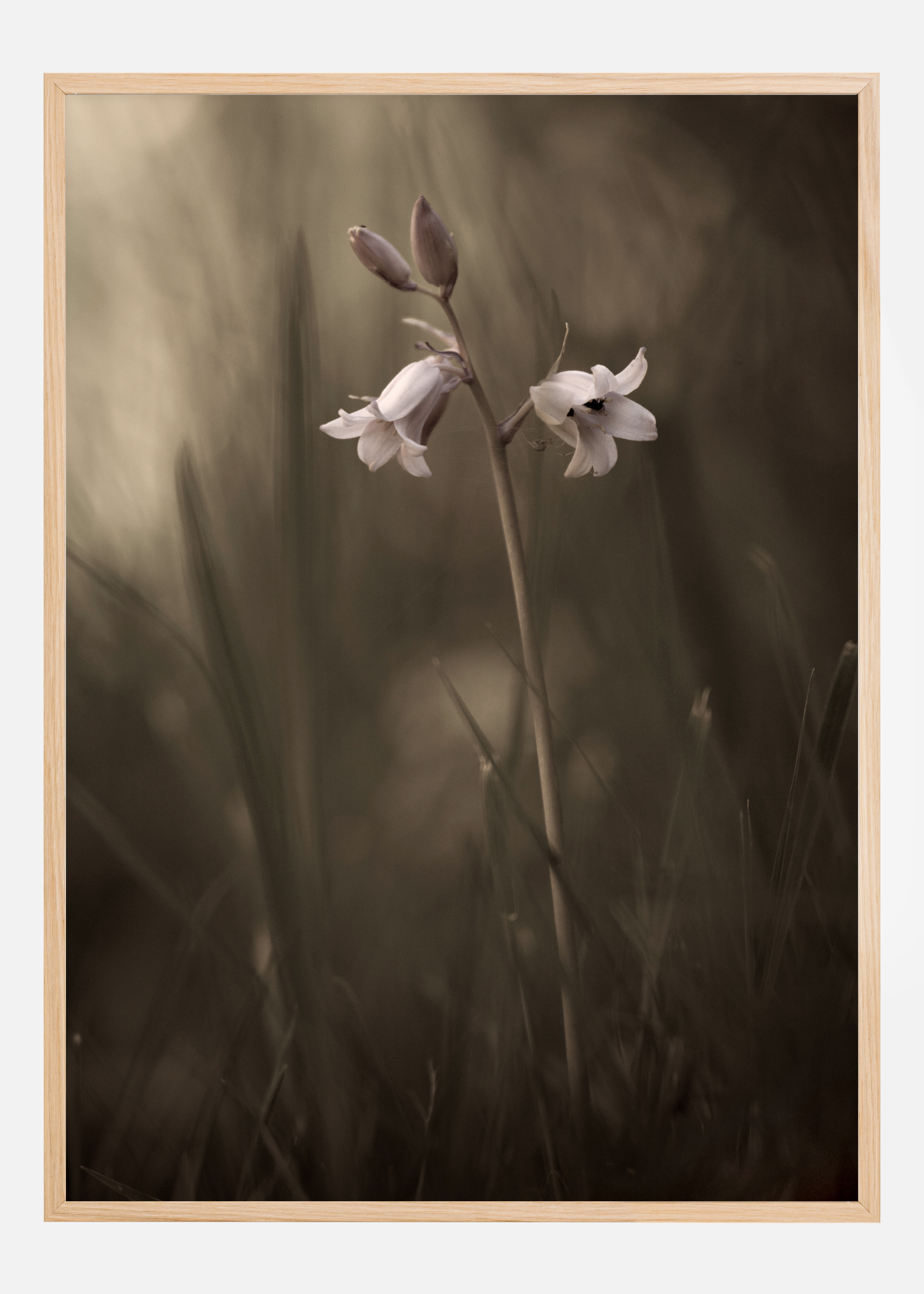 A Small Flower On The Ground Poster (50x70 cm)