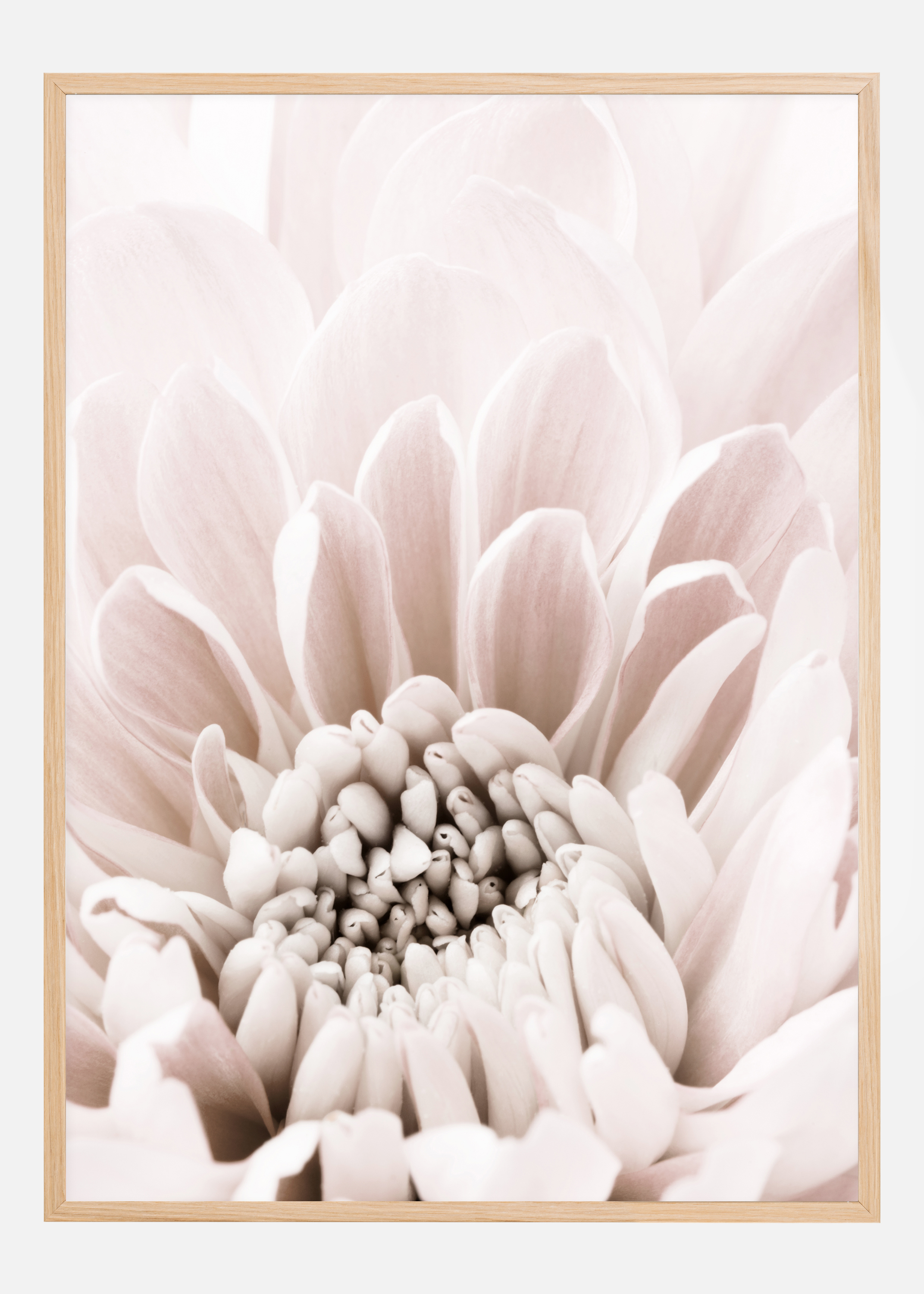 Chrysanthemum I Poster (70x100 cm)