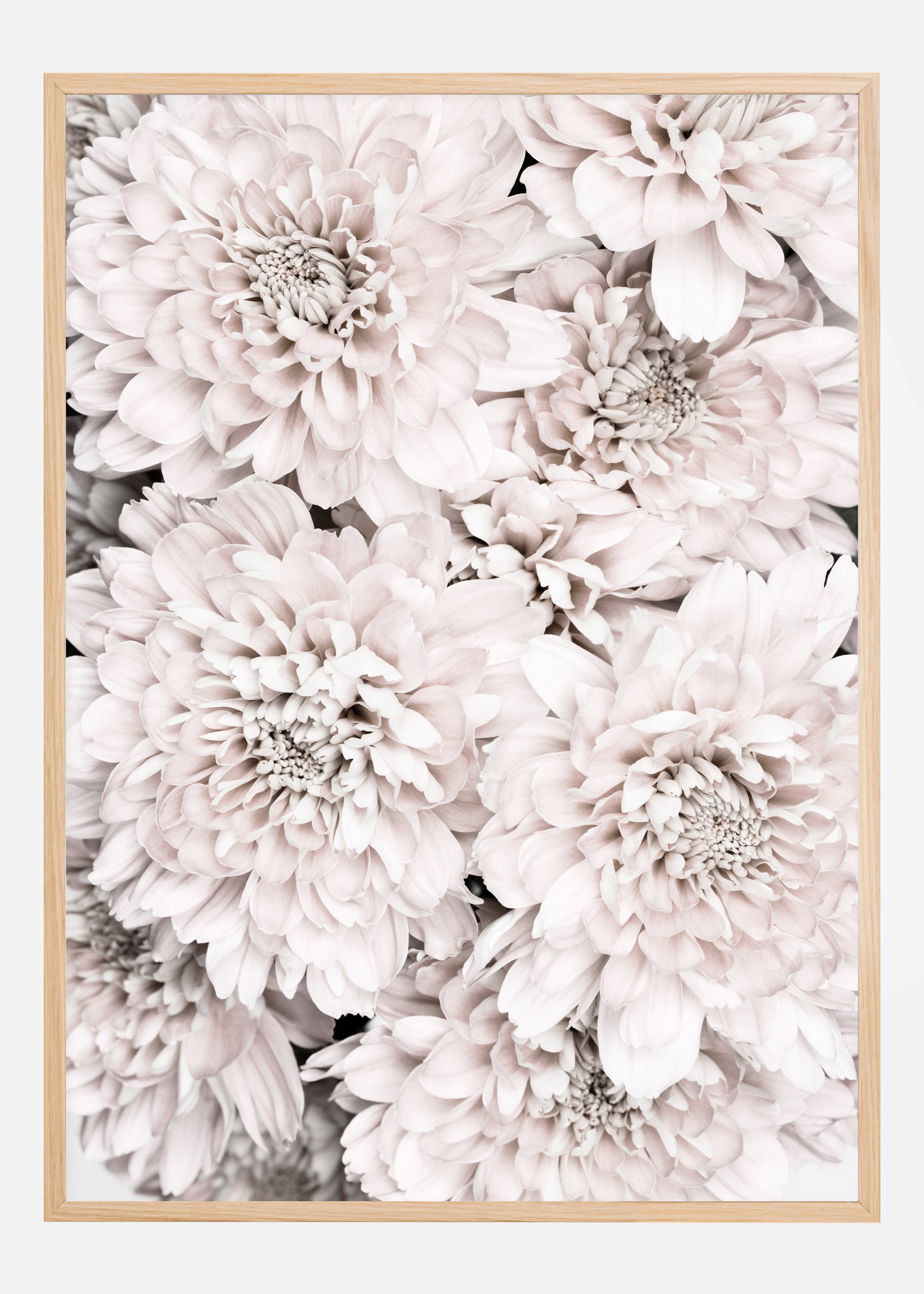 Chrysanthemum II Poster (70x100 cm)