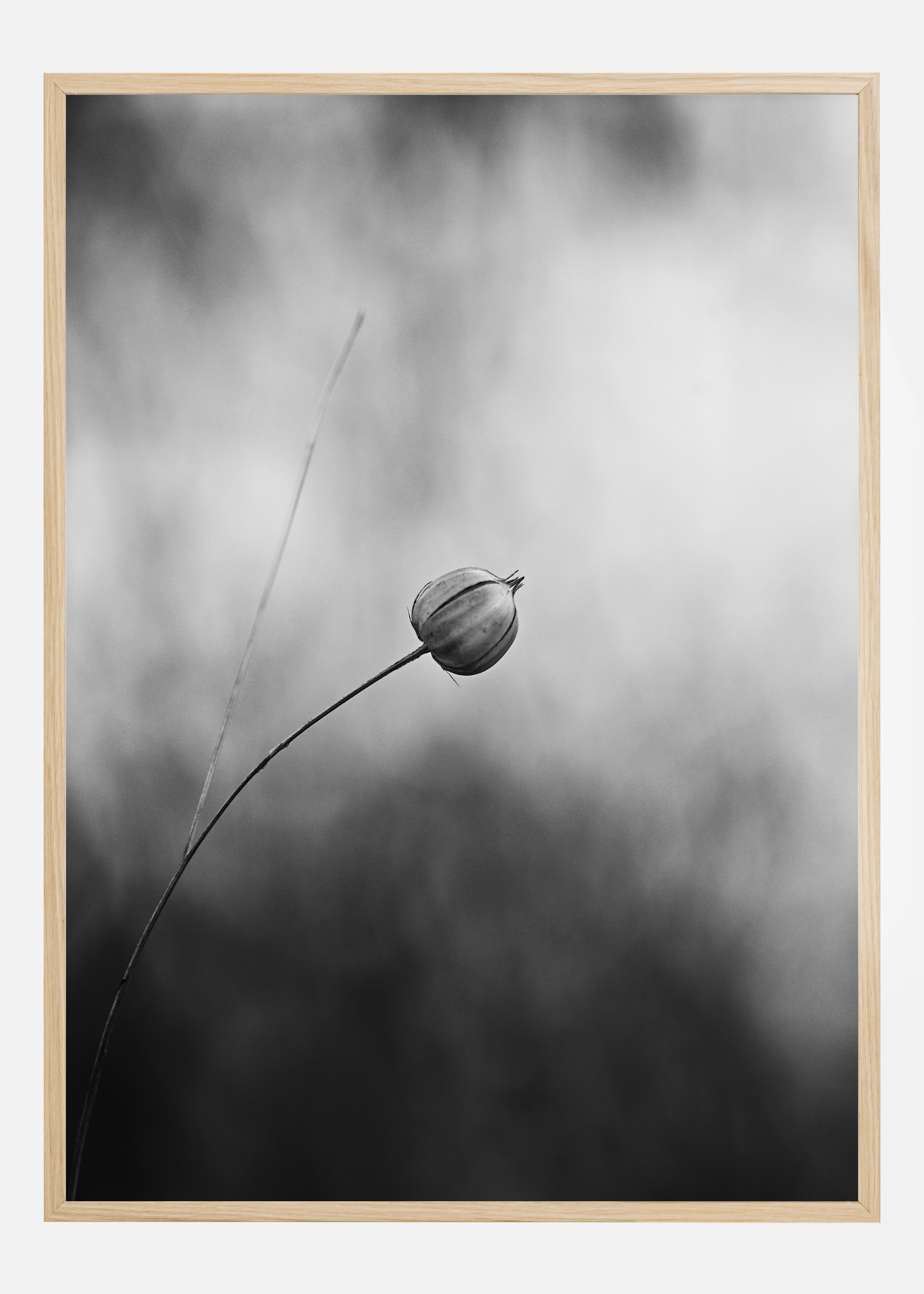 Flax After Flowering Poster (30x40 cm)