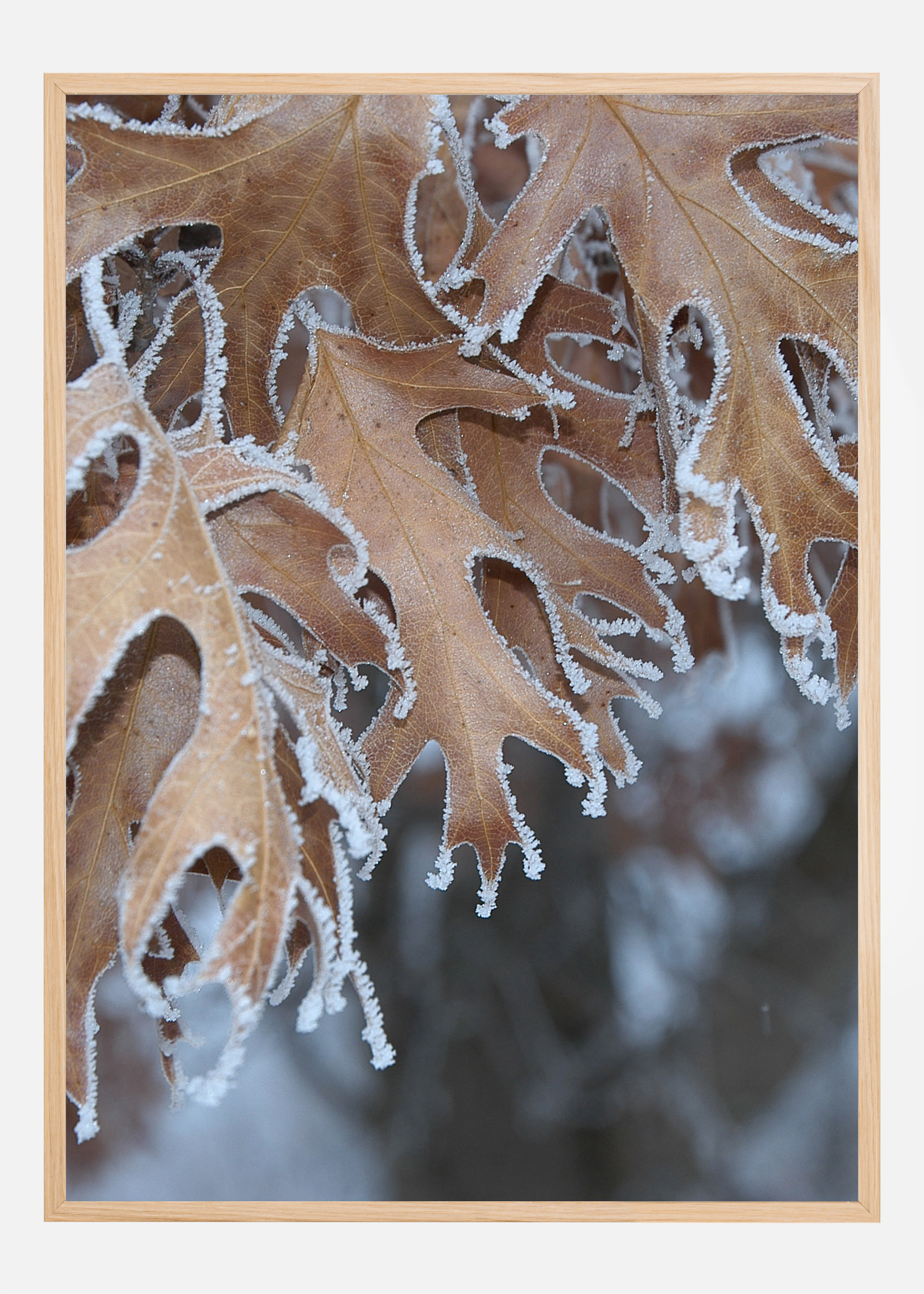 Frosty Leafs Poster (21x29.7 cm (A4))