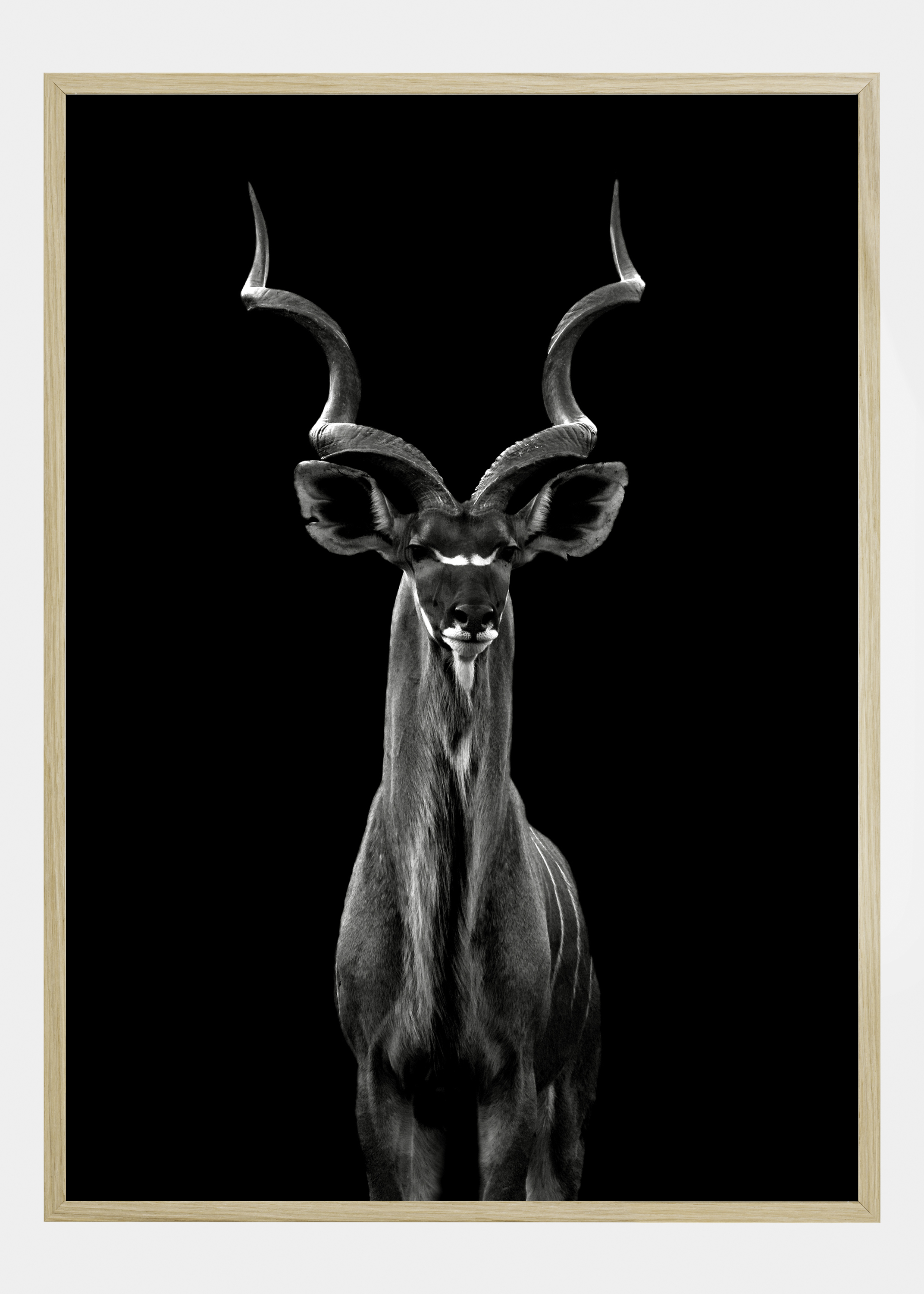 Greater Kudu Poster (30x40 cm)