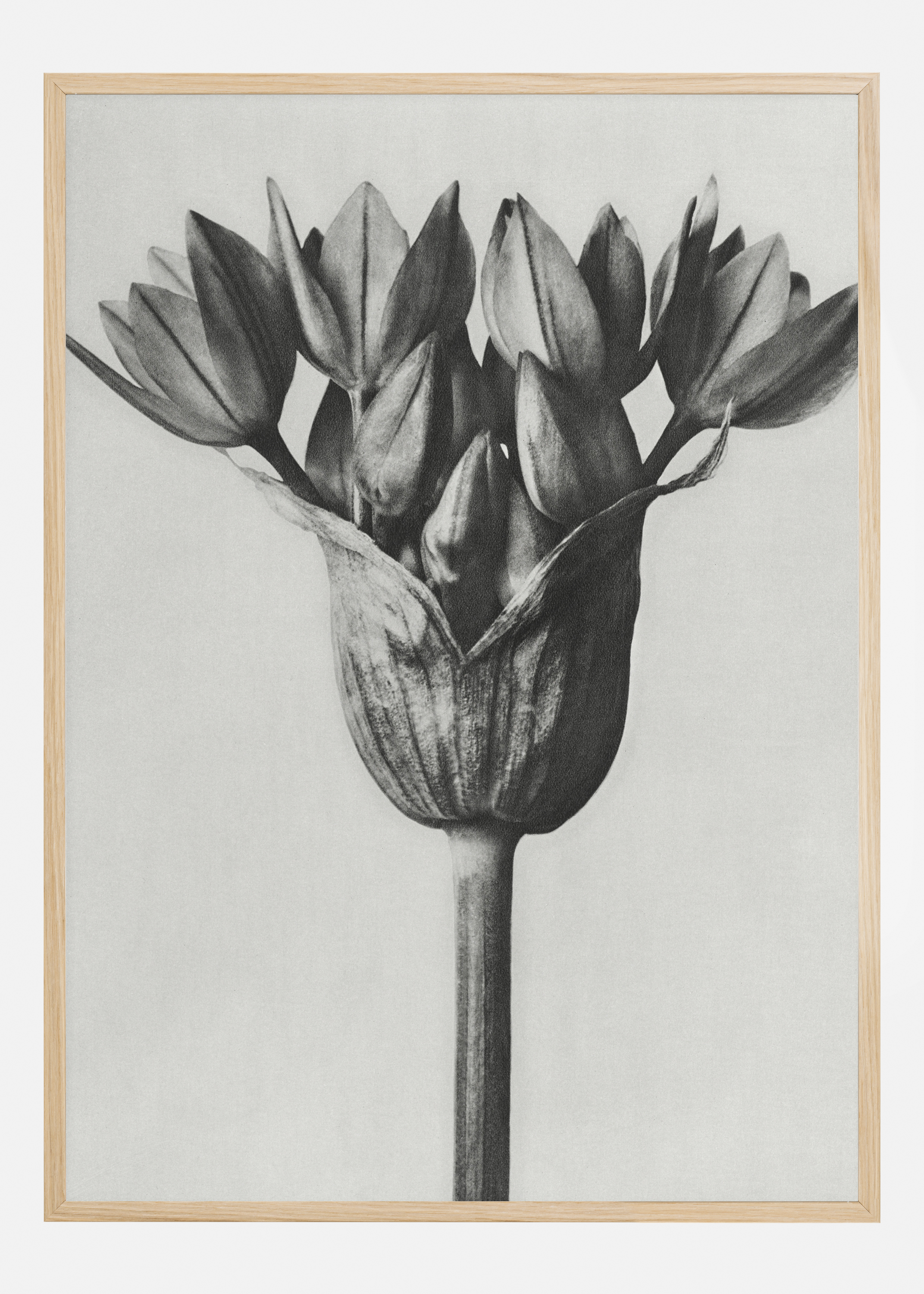 Grey Flower Poster (21x29.7 cm (A4))