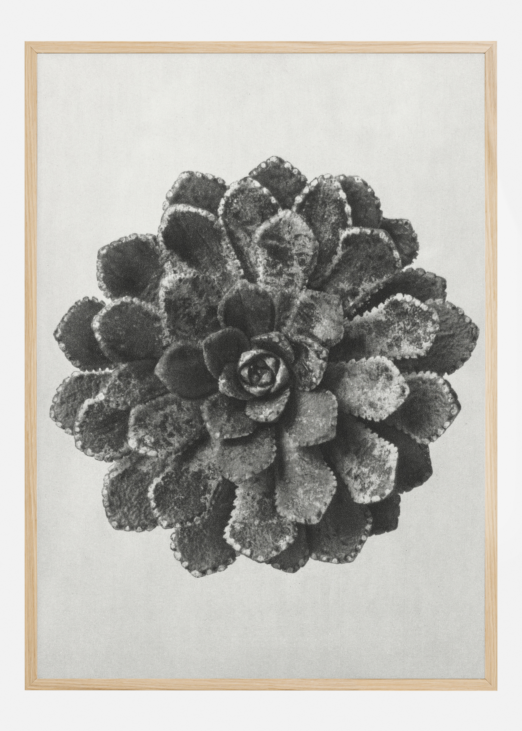 Grey Flower II Poster (70x100 cm)